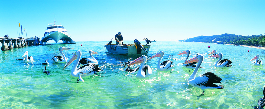 Tangalooma Wild Dolphin Resort -  Pelicans feeding
