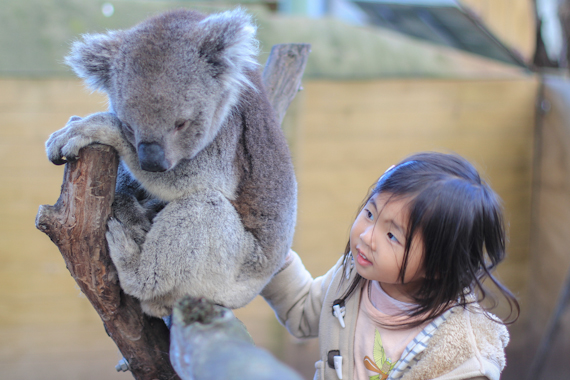 kirsten & the koala
