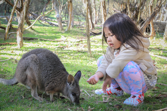 kirsten & the wallaby