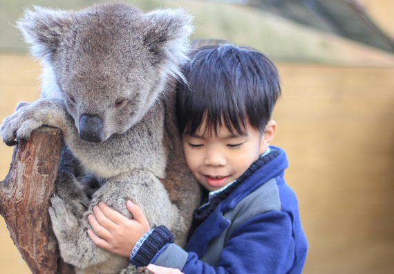 koala hugging